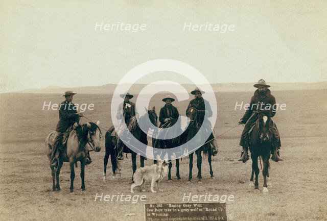 Roping gray wolf, Cowboys take in a gray wolf on "Round up," in Wyoming, 1887. Creator: John C. H. Grabill.