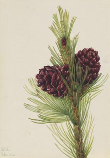 Whitebark Pine (Pinus albicaulis), 1931. Creator: Mary Vaux Walcott.