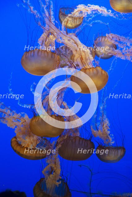 Jellyfish, Monterey Bay Aquarium, Monterey, California, USA, 2022. Creator: Ethel Davies.