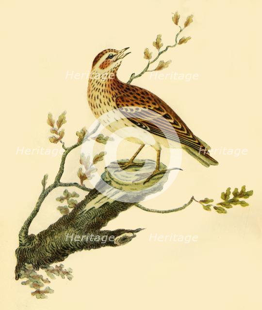 'Woodlark', 1821, (1942).  Creator: George Graves.