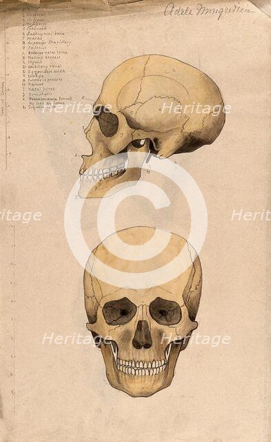 Skull: two figures, showing side and front views, 1880. Creator: Adele Mongredien.