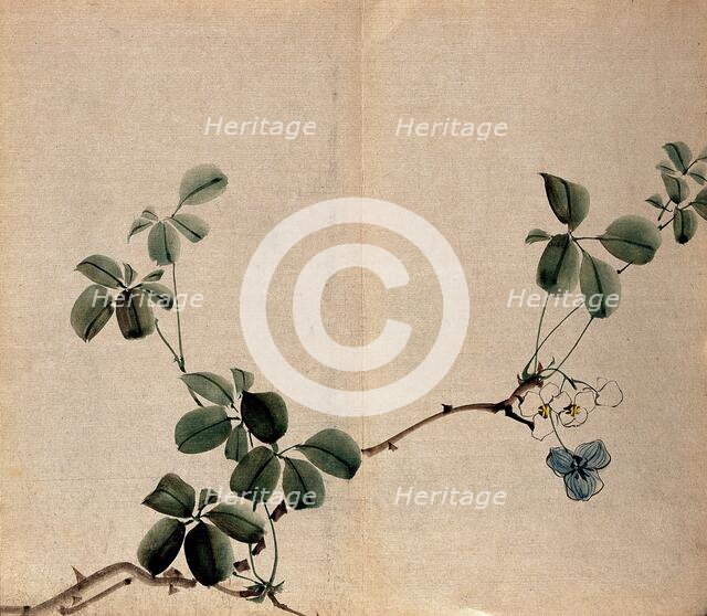 A flowering shrub: woody stem with white flowers. Creator: Unknown.