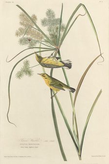 Prairie Warbler, 1827. Creator: Robert Havell.
