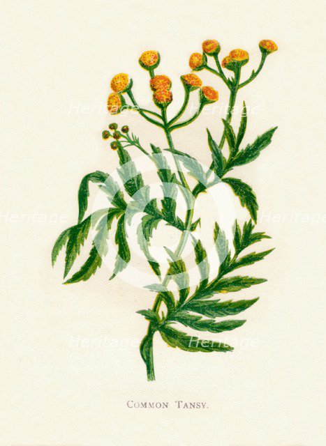'Common Tansy', c1891, (1891). Artist: Anne Pratt.