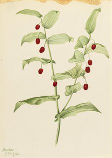 Clasping Twisted Stalk (Streptopus amplexifolius), 1916. Creator: Mary Vaux Walcott.