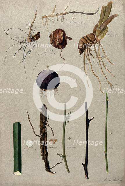 Various stem forms, including bulbs and roots, c1900. Creator: Isabel Sawkins.