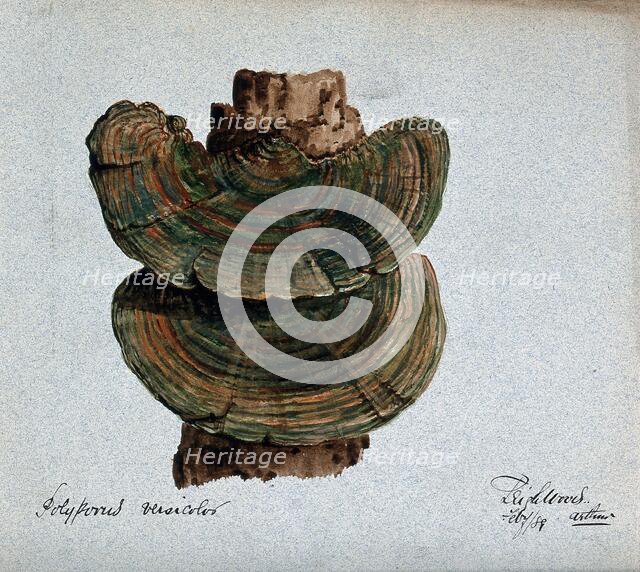 A bracket fungus (Coriolus versicolor): fruiting bodies growing on wood, 1889. Creator: Arthur Wheeler.