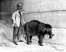 Burmese baby-elephant, forty-three inches high: the smallest ever brought to England, 1898. Creator: Unknown.