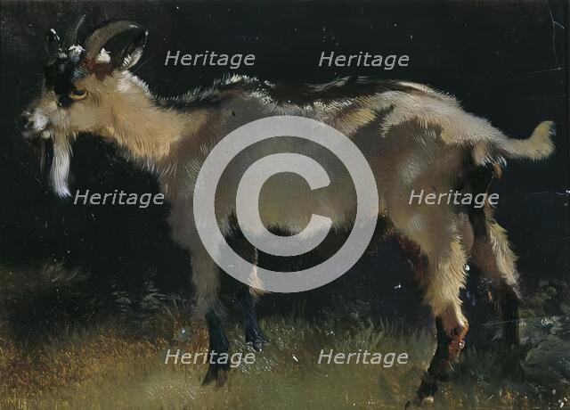 Goat, undated. (c1860-1900) Creator: Anton Schrodl.