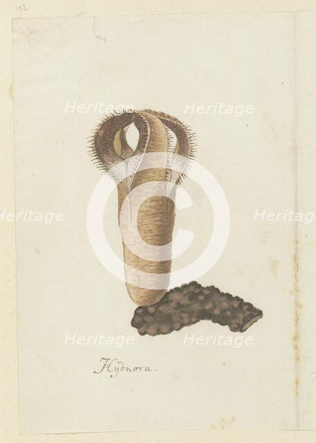 Hydnora africana Thunb. (Jackal-food plant), 1777-1786. Creator: Robert Jacob Gordon.