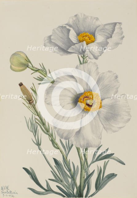 Matilija Poppy (Romneya coulteri), 1931. Creator: Mary Vaux Walcott.