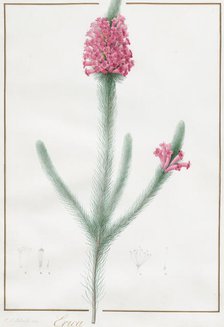 Erica Fulgida, 1813. Creator: Pierre-Joseph Redoute.