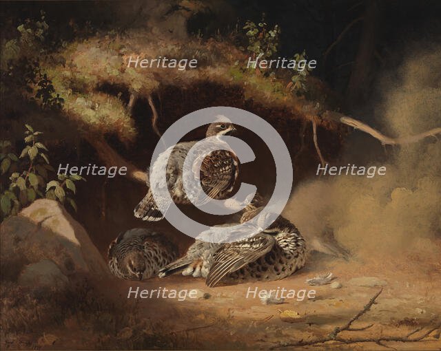 Hazel Grouse Wallowing in Sand, 1877. Creator: Ferdinand von Wright.