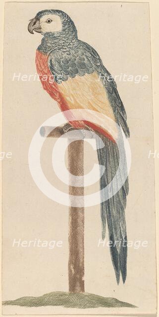 Parrot, 1680s/1690s. Creator: Workshop of Johann Teyler.