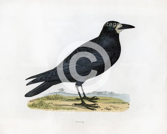 'Rook', c19th century. Artist: Unknown