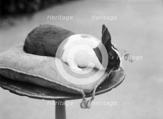 Rabbit on a cushion, Byfield, Northamptonshire, 1904. Artist: Alfred Newton & Sons.