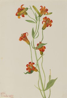 Small Tiger Lily (Lilium parvum), 1933. Creator: Mary Vaux Walcott.