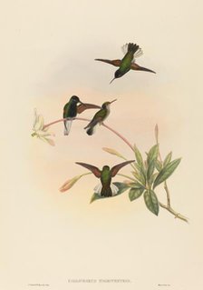 Callipharus nigriventris (Black-bellied Hummingbird). Creators: John Gould, William Matthew Hart.
