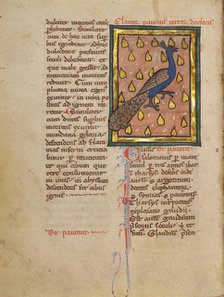 A Peacock; Bestiary, about 1270. Creator: Unknown.