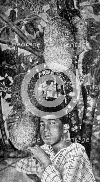 Malay gathering jackfruit, 1922. Artist: Unknown