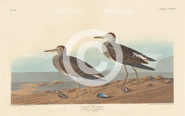 Pectoral Sandpiper, 1836. Creator: Robert Havell.
