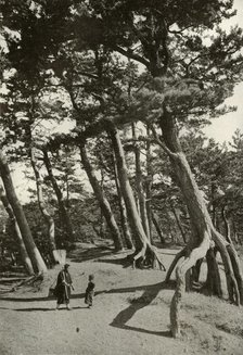 'The Pines of Shizu-Ura', 1910. Creator: Herbert Ponting.