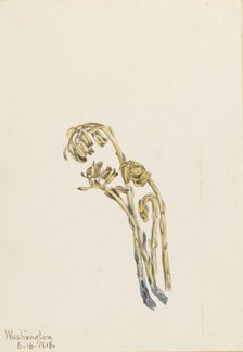 Pale Pinesap (Hypopitys americana), 1918. Creator: Mary Vaux Walcott.