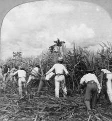 Harvesting sugar cane, Rio Pedro, Porto Rico, 1900.Artist: BL Singley