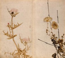 Two plants of the Compositae family: a flowering thistle (left) and yellow chrysanthemum (right). Creator: Unknown.