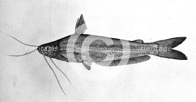 Fish, 1777-1783. Creator: Bhawani Das.