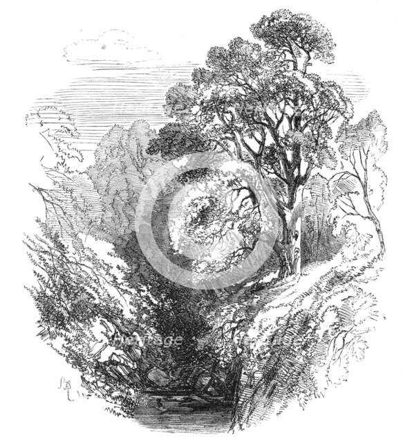 Cawdor Woods, 1868. Creator: S Read.