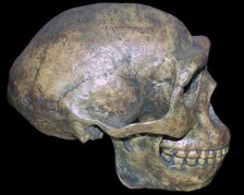 Skull of 'Peking' man (reconstruction). Artist: Unknown