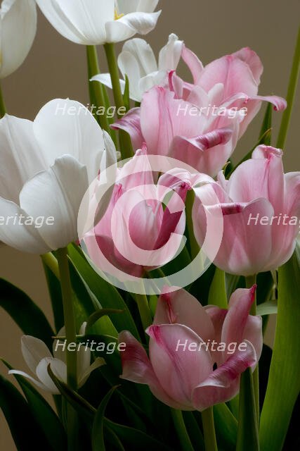 Easter Tulips. Creator: Tom Artin.