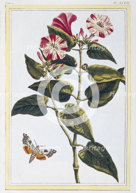 La Belle de Nuit (Morning Glory),  pub. 1776. Creator: Pierre Joseph Buchoz (1731-1807).