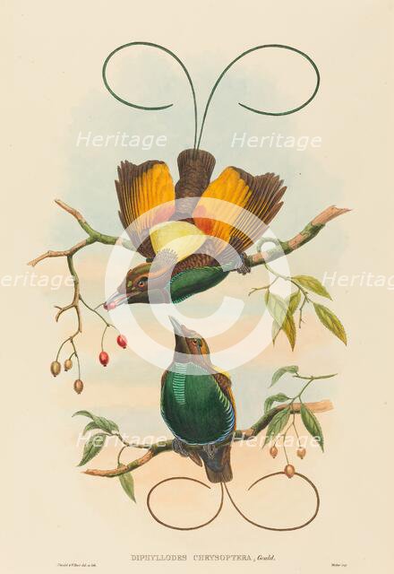 Diphyllodes chrysoptera (Magnificent Bird of Paradise). Creators: John Gould, William Matthew Hart.