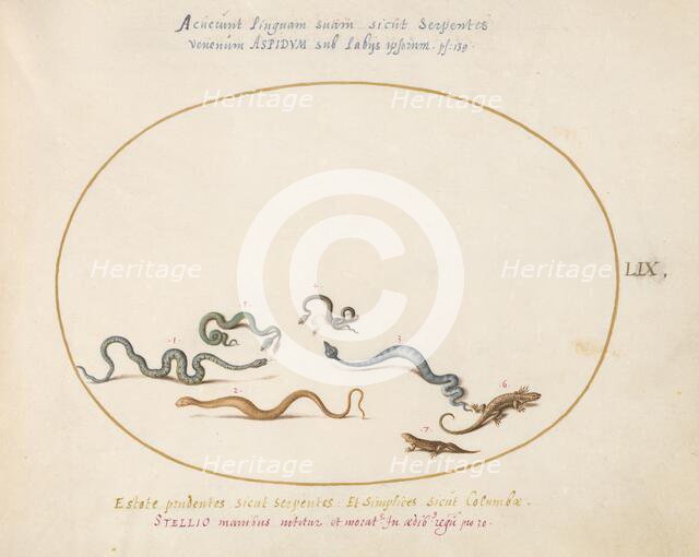 Animalia Qvadrvpedia et Reptilia (Terra): Plate LIX, c. 1575/1580. Creator: Joris Hoefnagel.