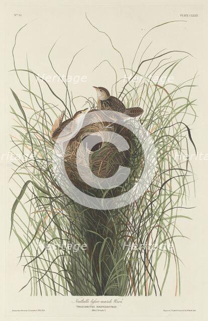 Nuttall's Lesser Marsh Wren, 1833. Creator: Robert Havell.