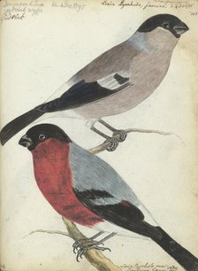 Finches, 1805. Creator: Jan Brandes.