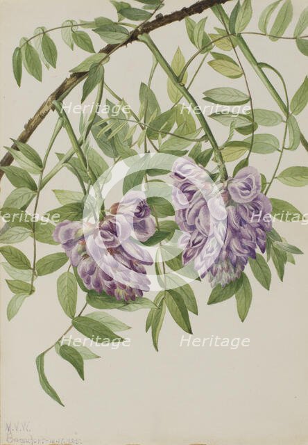 American Wisteria (Kraunhia frutescens), 1925. Creator: Mary Vaux Walcott.
