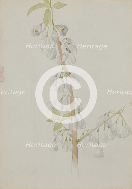 (Untitled--Flower Study), n.d. Creator: Mary Vaux Walcott.