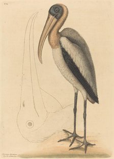 The Wood Pelican (Tantalus Loculator), published 1731-1743. Creator: Mark Catesby.
