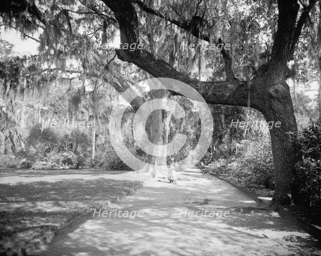 Magnolia on the Ashley, (Magnolia Gardens), Magnolia Ave., Runnymede P.O., S.C., c.1900-1906. Creator: William H. Jackson.