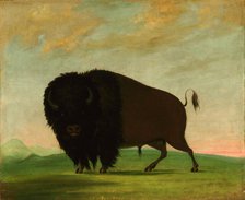 Buffalo Bull, Grazing on the Prairie, 1832-1833. Creator: George Catlin.