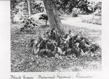 Black Pepper vine at St George’s Botanical Gardens, Grenada, 1897. Artist: Unknown