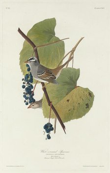White-crowned Sparrow, 1831. Creator: Robert Havell.