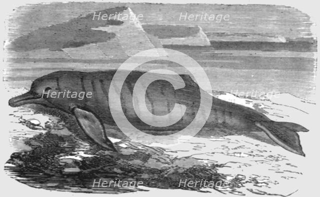 'The Bouto, or Fresh-water Dolphin, of the Amazons', 1875. Creator: Unknown.