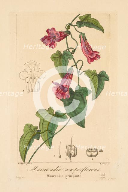 Flore des Jardiniers, Amateurs et Manufacturiers: Maurandia semperflorens, 1836. Creator: Jean Pierre Frederic Barrois (French, 1786-aft 1841); Pancrace Bessa (French, 1772-1846).