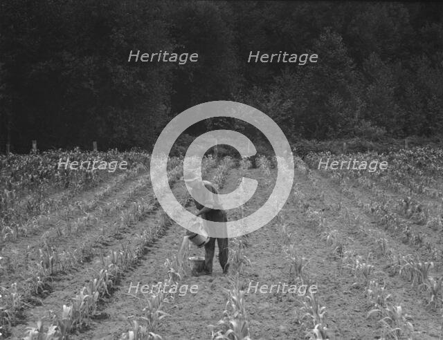 Western Washington, Grays Harbor County, northeast of Elma, 1939. Creator: Dorothea Lange.