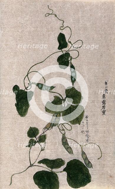 A climbing plant, possibly in the Cucurbitaceae family: flowering stem. Creator: Unknown.