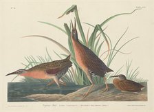 Virginia Rail, 1834. Creator: Robert Havell.